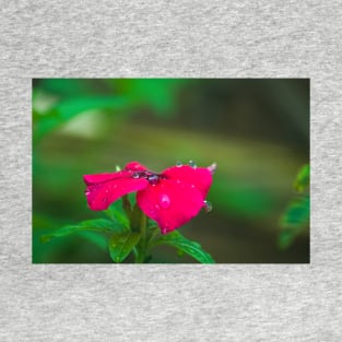 ela water drops on red T-Shirt